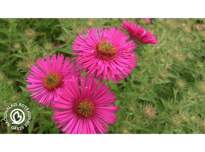 Aster novae-angliae   'Andenken an Alma Pötschke'
